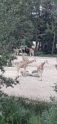 Foto's uitje Burger's Zoo