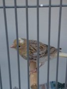 Vogels van de vereniging