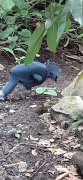 Foto's uitje Burger's Zoo