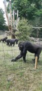 Foto's uitje Burger's Zoo