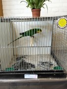 kleine kring kleine kring