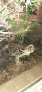 Foto's uitje Burger's Zoo