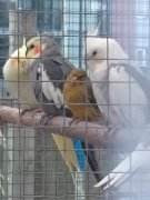 Vogels van de vereniging