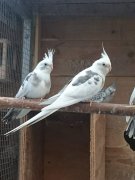 Vogels van de vereniging