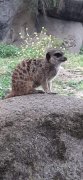 Foto's uitje Burger's Zoo