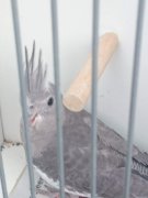 Vogels van de vereniging