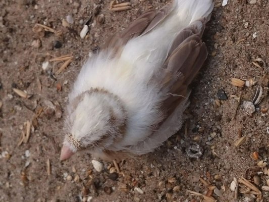 Vogels van de vereniging