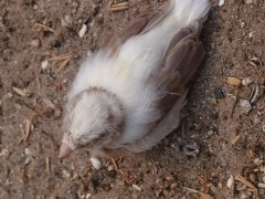 Vogels van de vereniging